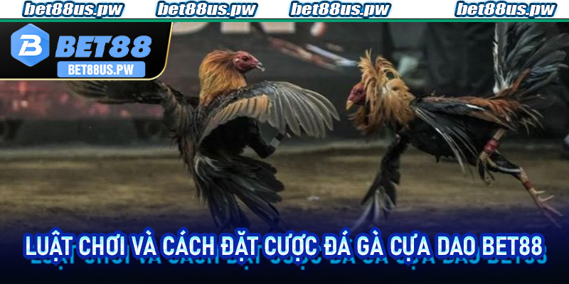 Luật chơi và cách đặt cược đá gà cựa dao Bet88