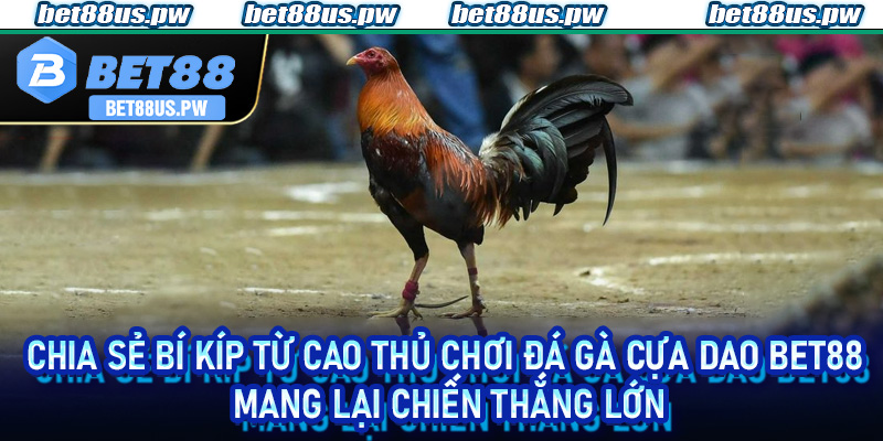 Chia sẻ bí kíp từ cao thủ chơi đá gà cựa dao Bet88 mang lại chiến thắng lớn